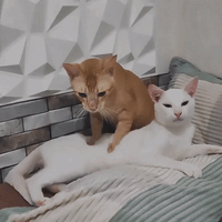 Rescue Cat's Purr-fect Bedtime Routine