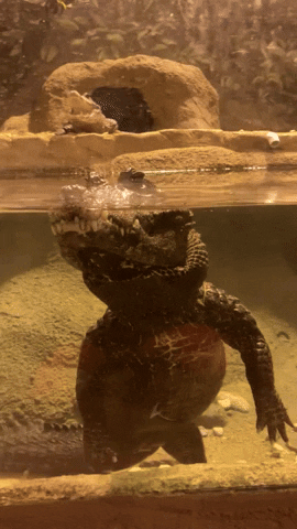 Scary GIF by Brookfield Zoo Chicago