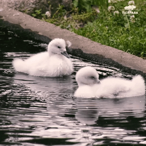Swan GIF by Tierpark Berlin