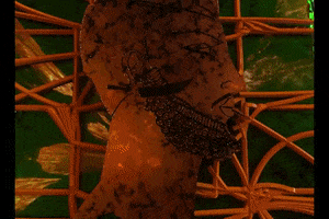 200.gif?cid=fc005b08841ba8750346ad739ee1a68af415de5aa48c9a16&rid=200.gif&ct=g