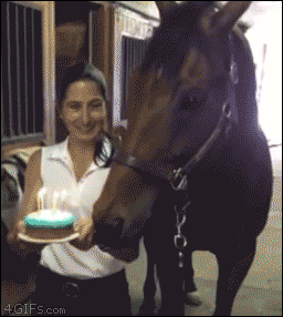 birthday horse GIF