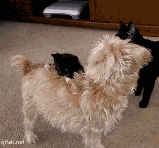 https://media3.giphy.com/media/sE6jQonM5S8mI/giphy.gif?cid=3640f6095c0cf101574a4864418d01b4
