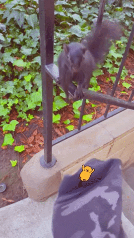 Animal Squirrel Clapping GIF
