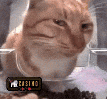 Tamam Komik Kedi GIF by MR CASINO