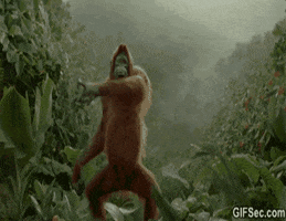 orangutan GIF