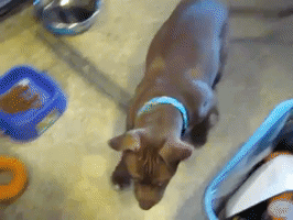 strawberries puppy walking GIF