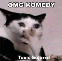 Funny Cat GIF