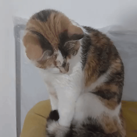 Cute Cat GIF