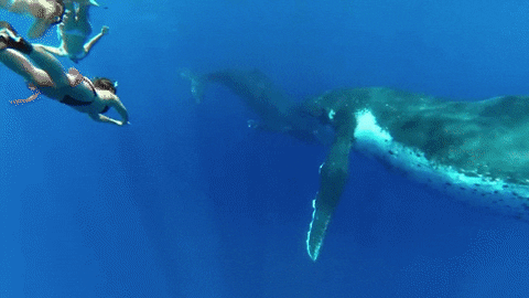 humpbacks GIF