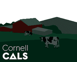 Cals Sticker by Cornell University