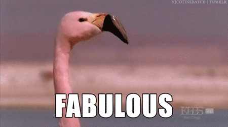 Fabulous Flamingo GIF - Find & Share on GIPHY