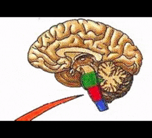 Medicine Anatomy Brain GIF