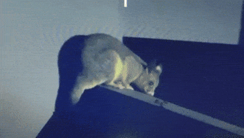 iSEE COLLEGE GIF