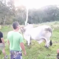 Cow Vaca GIF