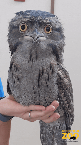 Owl Staring GIF by Brookfield Zoo