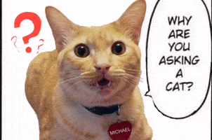 Cute Cat GIF