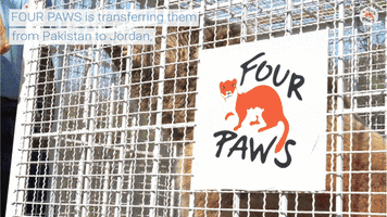 Animal Rescue Pakistan GIF by FOUR PAWS Australia