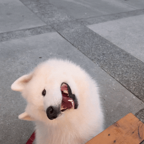 Dog Smile GIF