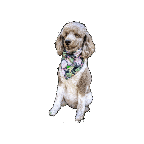 Poodle Sticker by Geekster Pets