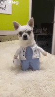 Cute Dog Wearing Doctor Costume