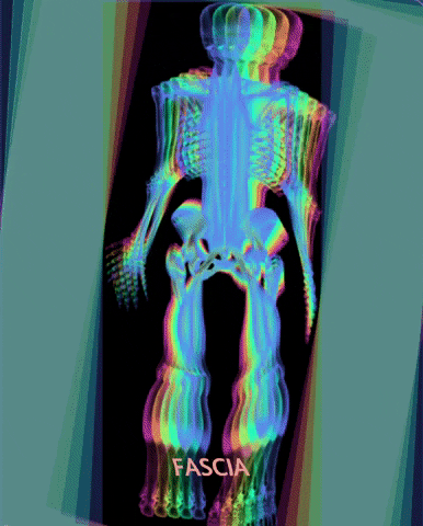 fisio4u fisioterapia physio esqueleto fascia GIF