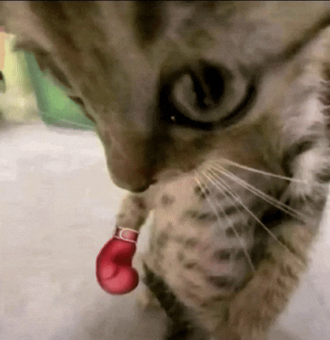 Cute Cat GIF by Bashar