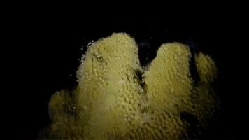 liquidART guadeloupe liquidart coral spawning GIF