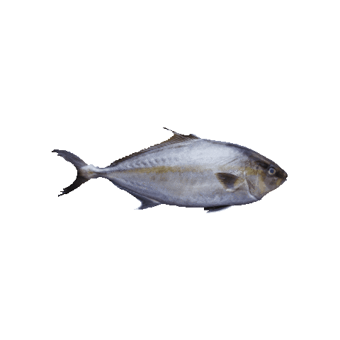 Blue Ocean Mariculture Sticker