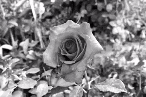 Rose GIF