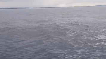 boat whale GIF