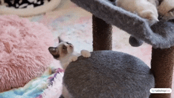 Playing Cat Toy GIF by TalkShopLive