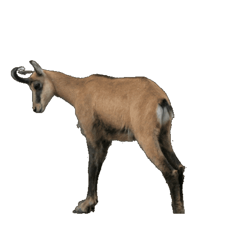 Social Media Sticker Sticker by Erber Media House GmbH