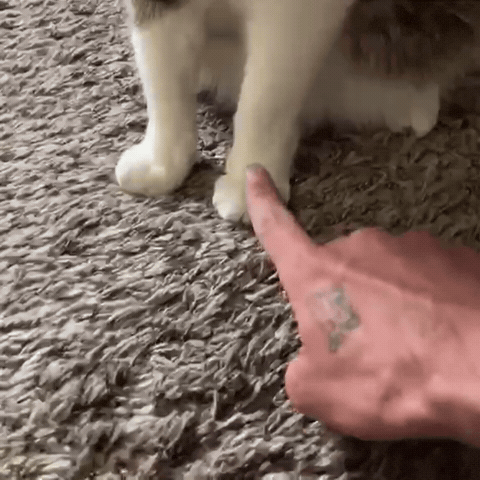 Cat Car GIF