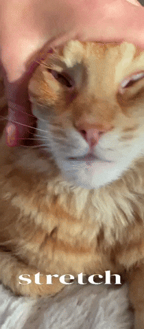 Cat Facelift GIF