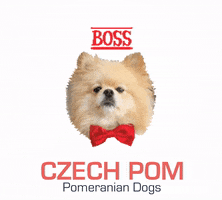 Dog GIF by czech-pom