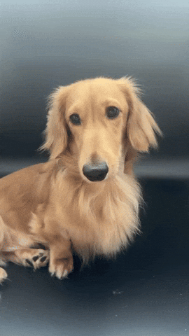 Dachshund GIF