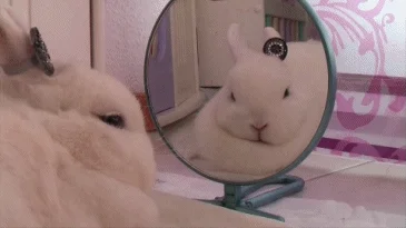 rabbit looking GIF