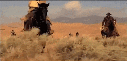 Giphy - cats horses GIF