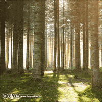 Forest Trees GIF by Bere Ciucaș