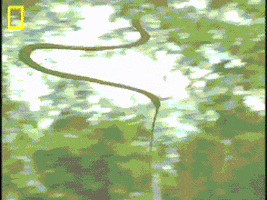 flying snake GIF