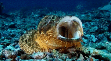 Stonefish GIF