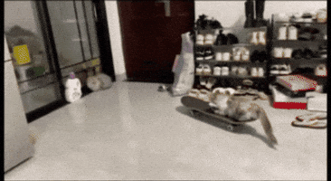 Cats GIF