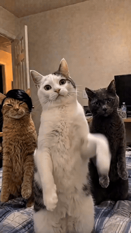 Dance GIF