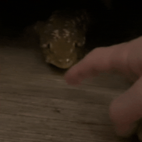 도마뱀 GIF