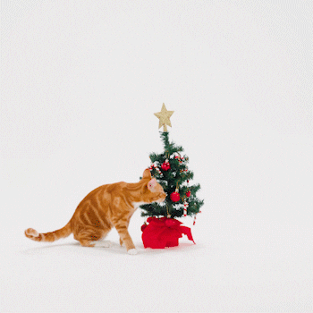 Explore Christmas Tree GIF by Petsure UK
