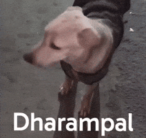 Dog Funny GIF