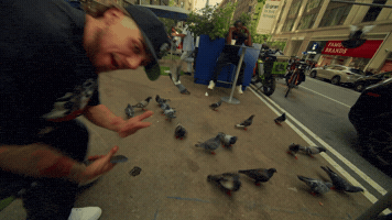 Fly Pigeons GIF by BiGMoley
