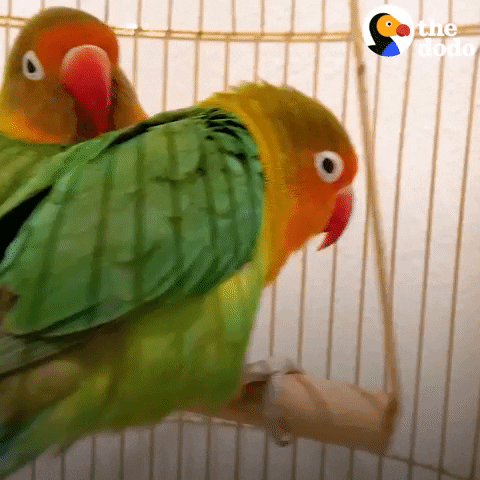 Swinging Animal Rescue GIF by The Dodo