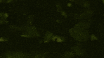 Phytography GIF by Northwest Film Forum