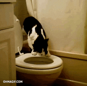 Cat-flushing-toilet GIFs - Find & Share on GIPHY